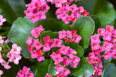 Pink kalanchoe flowers close-up and selective focus of blooming plant in the summer garden.