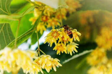 Close up and Selective focus of yellow linden blossom flowers with a bee collecting nectar in spring. Medicinal properties of linden.