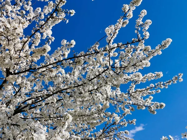 Flowering sweet cherry plum branch with white flowers in summer on blue background . Fruit tree flowers in spring.