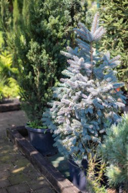 Assortment garden plants abies concolor in a gardening store. Garden design