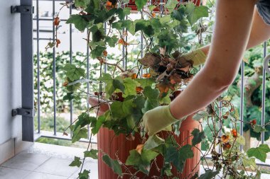 Sararmış ya da hastalıklı bitki yapraklarını hareket ettiren lateks eldivenlerle ellerini kapat. Balkonda ya da açık havada terasta Ivy bitkisine bakıyorum. Yaz için balkon bahçesini temizleyip hazırlıyorum.. 