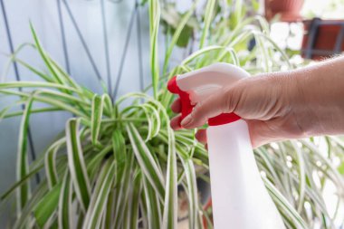 Bitki hastalıklarına ve zararlılara karşı sprey sprey sıkan bir kadının eli. Ev hayvanları için böcek ilacı. Kapalı alandaki bitkilerden. Klorophytum..