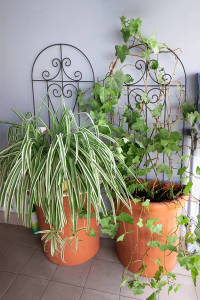 Fiori Interni Piante Appartamento Hedera Chlorophytum Sul Balcone Durante Estate — Foto Stock
