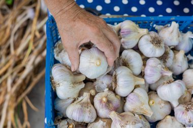 Çiftçinin eli sarımsak hasadını hallediyor. Tarım konsepti. Sonbahar hasadı. Vejetaryen.