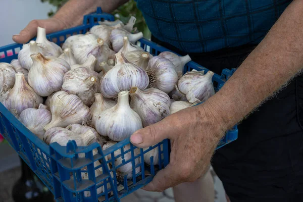 Hands of farmer holding vegetable box whith harvested garlic crop for storage for winter and sale at local farmer market. Agriculture concept. Autumn harvest. Veganuary. World vegetarian day.