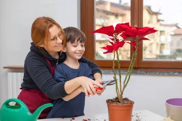 Happy mother and her young son spend fun time together pruning a red Poinsettia in a pot by the bright window in the kitchen.Home gardening and plant care.Lifestyle and hobbies.Parental mentoring