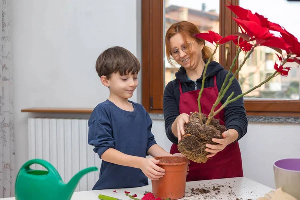 Happy mother and her young son spend fun time together care replanting red Poinsettia in pot by the bright window in the kitchen.Home gardening and plant care.Lifestyle and hobbies.Parental mentoring.