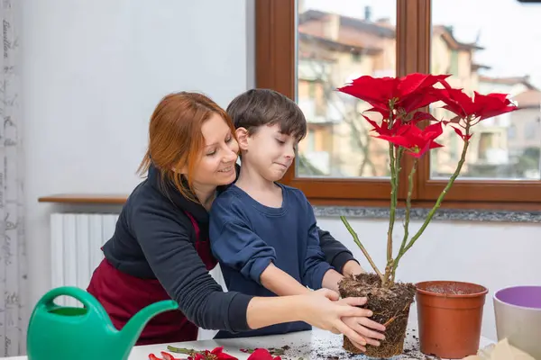 Happy mother and her young son spend fun time together care a red Poinsettia in a pot by the bright window in the kitchen.Home gardening and plant care.Lifestyle and hobbies.Parental mentoring.