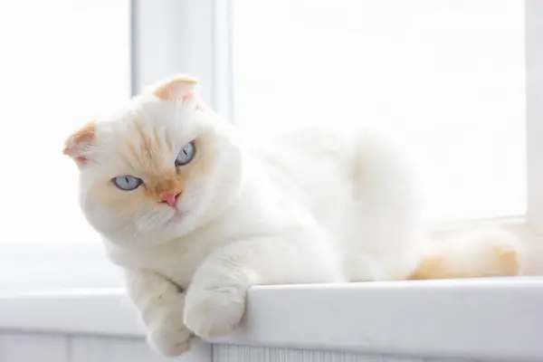 White Scottish Fold cat with striking blue eyes resting on windowsill on sun day. National cat day. National pet day. Scottish Fold cat day.