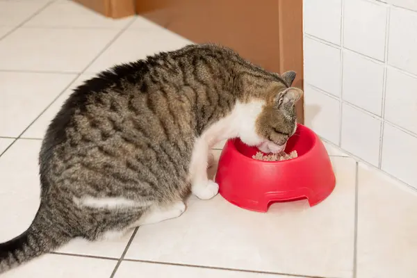 Tabby cat eating from a red bowl on tiled kitchen floor. National cat day. National pet day.Cute pet. Pet feeding.