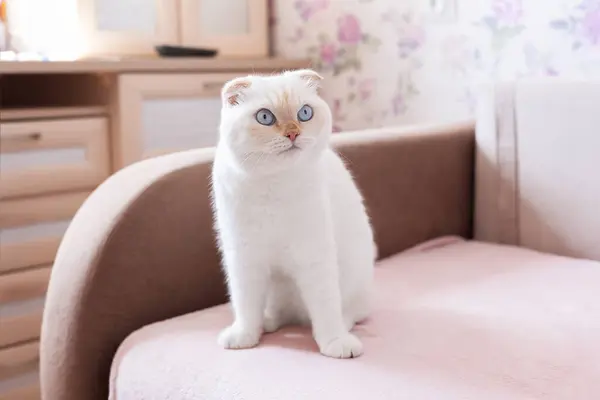 Elegant white Scottish Fold cat with blue eyes sitting on a pink sofa. National cat day. National pet day. Scottish Fold cat day.