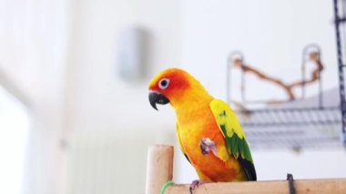 Küçük, eğlenceli sarı-yeşil bir papağan pençelerinde yiyecek tutar ve yer. Uluslararası Kuş Günü. Dünya Vahşi Yaşam Günü. Hayvan besleme.