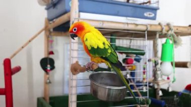 Küçük eğlenceli sarı-yeşil papağan Uluslararası Kuş Günü. Dünya Vahşi Yaşam Günü. Evcil hayvan..