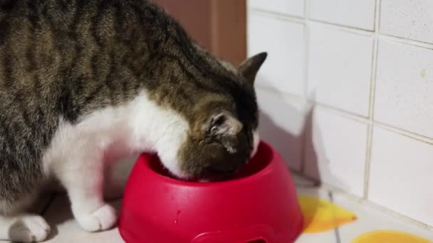 Sluiten Tabby Kat Eten Van Een Rode Kom Betegelde Keukenvloer — Stockvideo