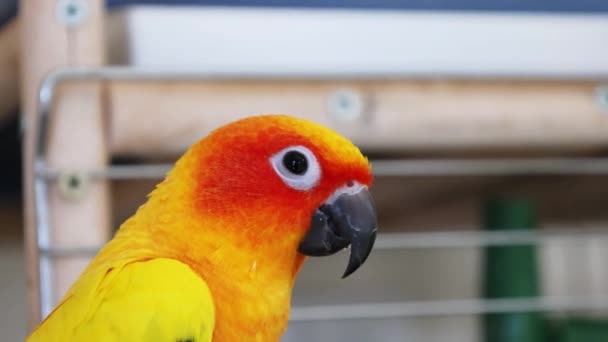 Chiuda Piccolo Pappagallo Giallo Verde Divertente Giornata Internazionale Degli Uccelli — Video Stock