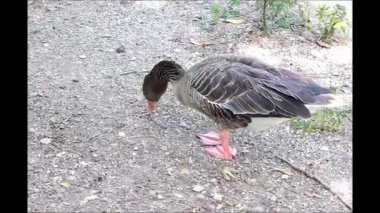 Gri lag kaz, çakıllı zeminde avlanır. Pembe perdeli ayakları ve doğal ışıkla vurgulanmış tüyleri vardır. Dünya Vahşi Yaşam Günü. Kaz Günün kutlu olsun..