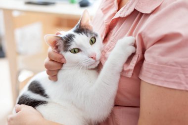 Yeşil gözlü, beyaz ve siyah ceketli evcil bir kedinin bir kişi tarafından sevgiyle kucaklanışının yakın çekimi. Evcil hayvan bakımı ve şefkat kavramı. Ulusal Kedi Günü. Ulusal evcil hayvan günü.
