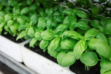 Seçici odak ve yemyeşil fidelerin yakın plan çekimleri bahçe ekicisinde satılık yeşil fesleğen bitkileri. 