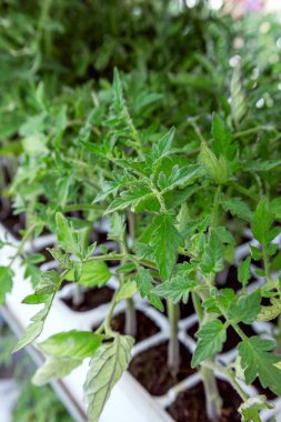 Canlı yeşil domates fidanlarının yakın plan çekimi. Satılık bir bahçe ekicisinde yetişiyor.. 