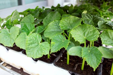 Satılık yeşil yapraklı sağlıklı salatalık fidanlarının seçici odak noktası ve yakın plan fotoğrafı.. 