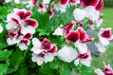 Bahçede açan güzel beyaz ve kırmızı sardunya çiçeklerinin yakın çekimi. Çiçek Festivali