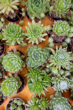 Tencerelerdeki çeşitli yeşil suluların üst görünümü.