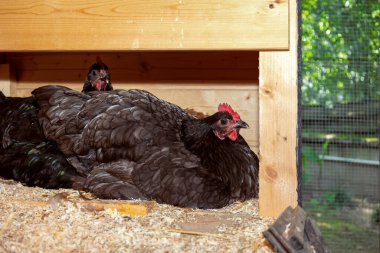 İki Australorp tavuğu bir ahşap kümeste rahatça dinleniyor.. 