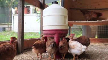 Tavuk kümesindeki bir besleyiciden su içen bir grup kahverengi tavuk. Açık hava çiftlik ayarları.