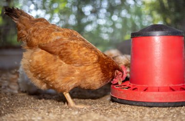 Close up brown hen eating at a red feeder inside an outdoor enclosure.  clipart