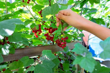 Güneşli bir günde yemyeşil bir çalıdan olgun kırmızı üzümleri toplayan bir elin yakın çekimi, bahçıvanlığı ve organik tarımı ön plana çıkarıyor.