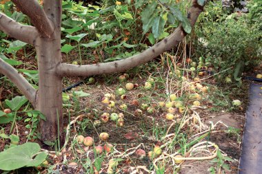 Bahçe bahçesinde bolca düşen elma. Bahçe bitkileri