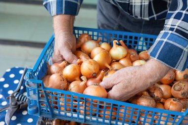 Farmer sorting fresh onions in blue plastic crate on harvest day. clipart