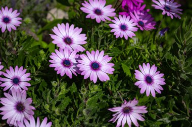 Açık havada yemyeşil, canlı, mor çiçekler açan Calenduleae. Dimorphotheca.