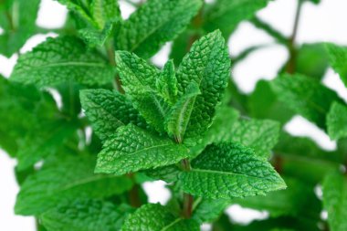 Parlak yeşil nane yaprakları serpilmiş, taze özlerini sergiliyor ve temiz beyaz bir zemin karşısında karmaşık dokular sergiliyor, doğal güzelliğin büyüleyici bir görüntüsünü yaratıyor.