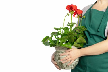 Yeşil önlük giyen bahçıvan elinde kırmızı sardunyalı bir saksı tutuyor. Beyaz arka plan ve fotokopi alanı, bahçe ve bitki bakımı kavramına izole edilmiş.