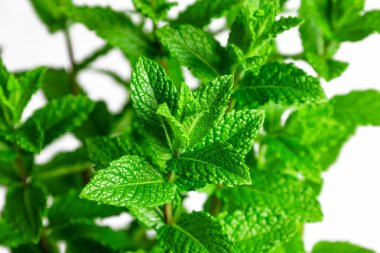 Kapalı yeşil nane yaprakları gelişir, taze özlerini sergiler ve temiz beyaz bir arkaplana karşı karmaşık dokular sergiler, doğal bir renk ve aromatik potansiyel sunar.