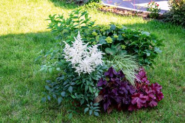 Beyaz astilbe, ortanca, süs otları ve heuchera bir bahçenin yeşil çimlerinde yetişiyor, güzel ve renkli bir kompozisyon oluşturuyor.