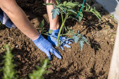 Mavi eldiven giyen bahçıvanın eli kapalıyken sebze bahçesine domates tohumu ekiyor.