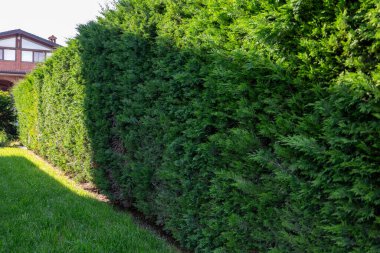 Titizlikle korunan yeşil bir çiti aydınlatan güneş ışığı konut bahçesindeki yemyeşil bir çimenliğe sınır çiziyor, mahremiyet sağlıyor ve mülkün estetik çekiciliğini artırıyor.