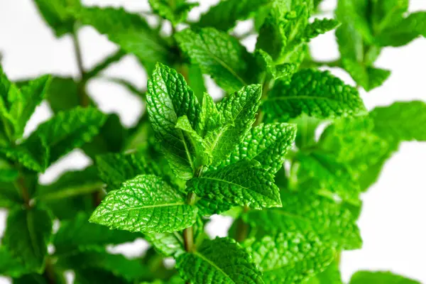 Kapalı yeşil nane yaprakları gelişir, taze özlerini sergiler ve temiz beyaz bir arkaplana karşı karmaşık dokular sergiler, doğal bir renk ve aromatik potansiyel sunar.