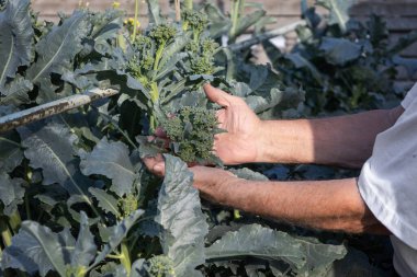 Bir çiftçinin ellerini kapayarak sağlıklı bir brokoli bitkisini inceden inceye inceliyor, yemyeşil çiçekleri ve gür yaprakları sergiliyor gelişmekte olan bir bahçede.
