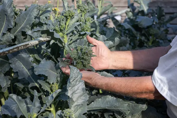Bir çiftçinin ellerini kapayarak sağlıklı bir brokoli bitkisini inceden inceye inceliyor, yemyeşil çiçekleri ve gür yaprakları sergiliyor gelişmekte olan bir bahçede.