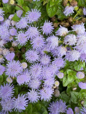 Sayısız tüylü mor ageratum houstonianum çiçekleri çiçek açıyor, bir bahçe yatağında canlı bir görüntü yaratıyor, narin yaprakları ve zengin renkleriyle doğanın güzelliğini sergiliyor.