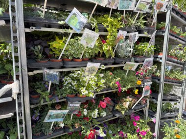 Prag, Çek Cumhuriyeti - 23 Haziran 2025: Renkli çiçek ve bitki tohumları, bir bahçe merkezinde veya fidanlıkta, müşterilere satılmaya hazır metal sergi raflarında yetişiyor