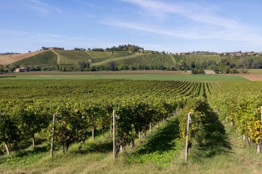 Bereketli yeşil üzüm bağları sıraları, berrak mavi bir gökyüzü altında yuvarlak tepeler boyunca uzanan desenli bir manzara oluşturuyor, tarım, şarap üretimi ve kırsal Avrupa güzelliğini çağrıştırıyor