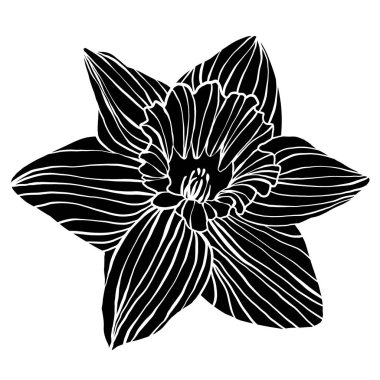Hand drawn isolated black woodcut daffodil flower on white background. Simple elegant spring floral image motif cutout in a trendy bold modern monochrome doodle line art or linocut style