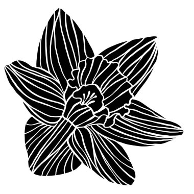 Single vintage woodcut narcissus daffodil flower silhouette isolated on white background. Bold hand drawn doodle, linocut, woodblock print or retro etching spring floral design element cutout