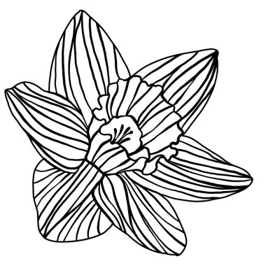 Single narcissus daffodil flower silhouette outline doodle drawing isolated on white background. Black woodcut, linocut, woodblock print or retro engraving spring floral tattoo design clipart
