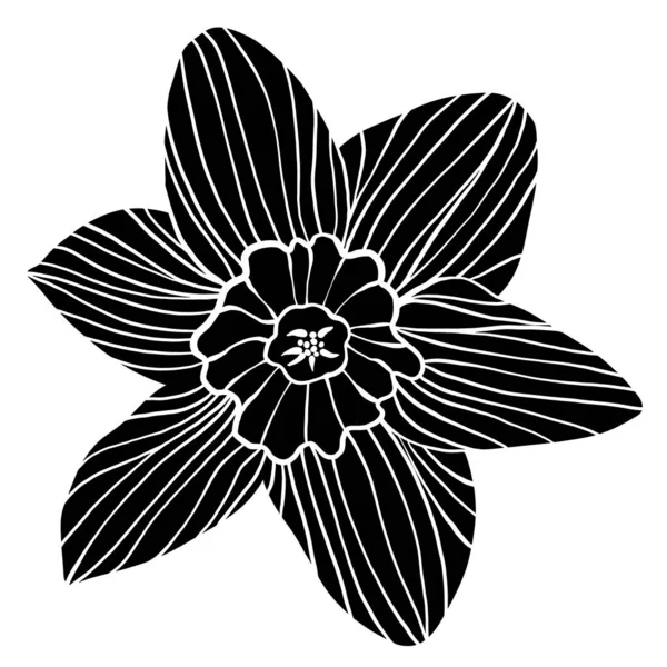 シングルヴィンテージの木版画のナルシスは 白い背景に隔離された人形の花のシルエットを発行します 大胆な手描きのドア 木版画やレトロなエッチング春の花のデザイン要素の切り抜き — ストック写真