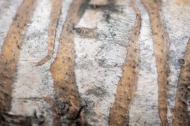 Ağaç kabuğunun yakın dokusu. Ağaç kabuğunun doğal şekli. Bagajın pürüzlü yüzeyi. Doğal ahşap üzerine yeşil yosun ve liken. Ahşap bir leke. Gri, kahverengi ve yeşil doğa